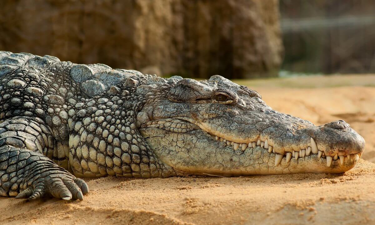 Крокодила не пустили в Казахстан