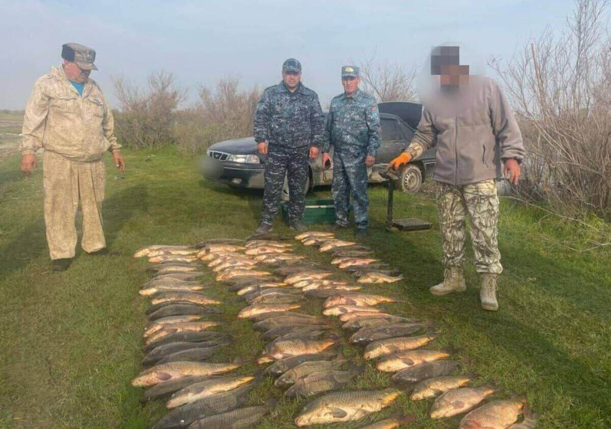 Браконьерлерден 580 келіге жуық балық тәркіленді