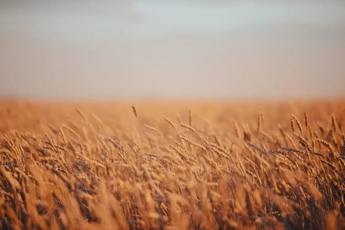 Фермерлерге астық кептіру үшін арзандатылған бағада сұйытылған газ беріледі