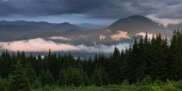 Әріптесін өлтіріп, денесін орманға көміп тастаған: Ақтөбеде ер адам небәрі 10 жылға сотталды