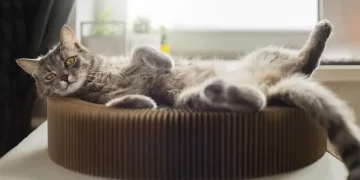 Қосшы тұрғыны мысықтың жатын орнын ұрлағаны үшін екі жылға сотталып кетті