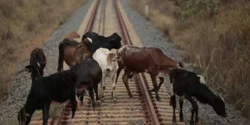 В Казахстане хотят вдвое увеличить штрафы за выпас скота у железных дорог