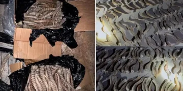 ҰҚК ақбөкендерді жаппай қырып, мүйізін Қытайға сатпақ болған топты әшкереледі