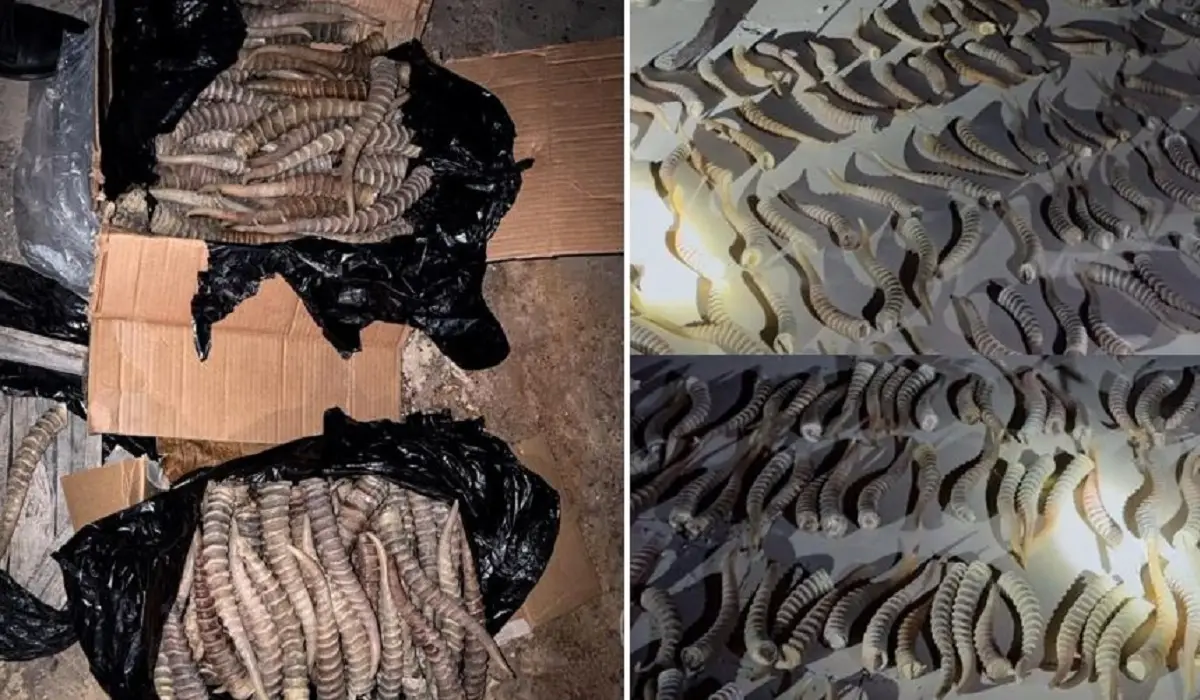 ҰҚК ақбөкендерді жаппай қырып, мүйізін Қытайға сатпақ болған топты әшкереледі